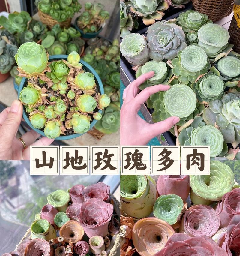 山地玫瑰的养殖技巧有哪些？