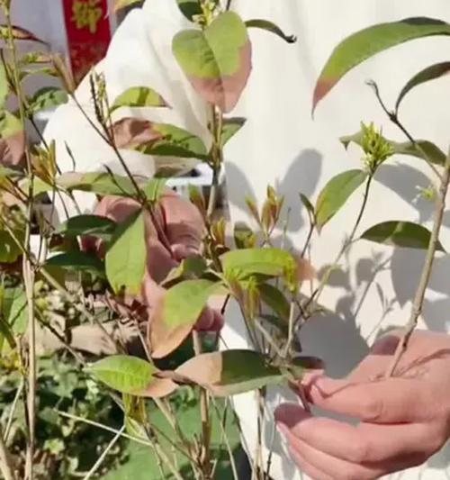 花枯枝的处理方法有哪些？