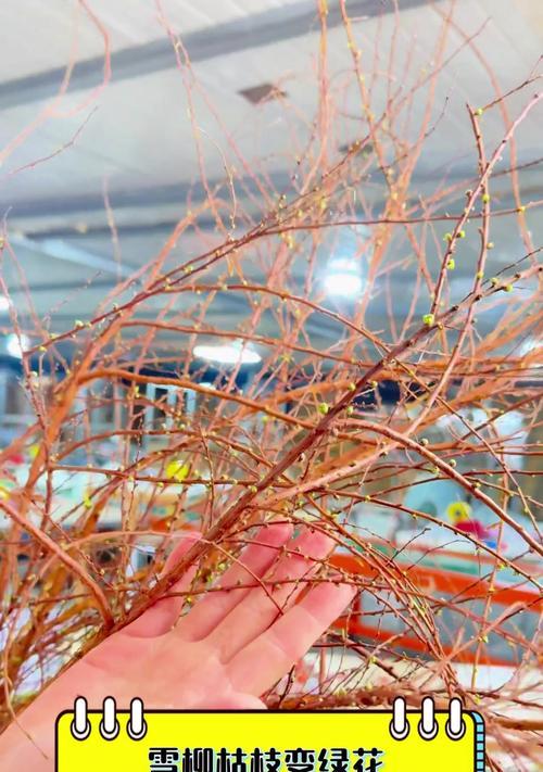 花枯枝的处理方法有哪些？