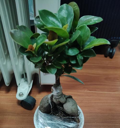 小榕树盆景的养护技巧是什么？