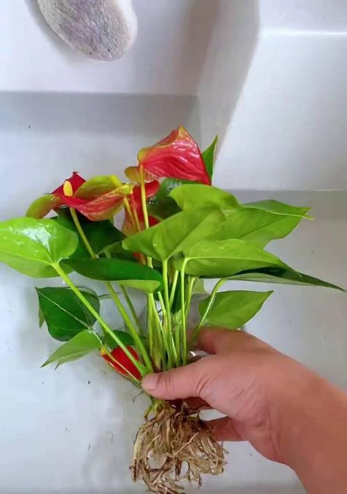 宏运当头花的养殖技巧有哪些？