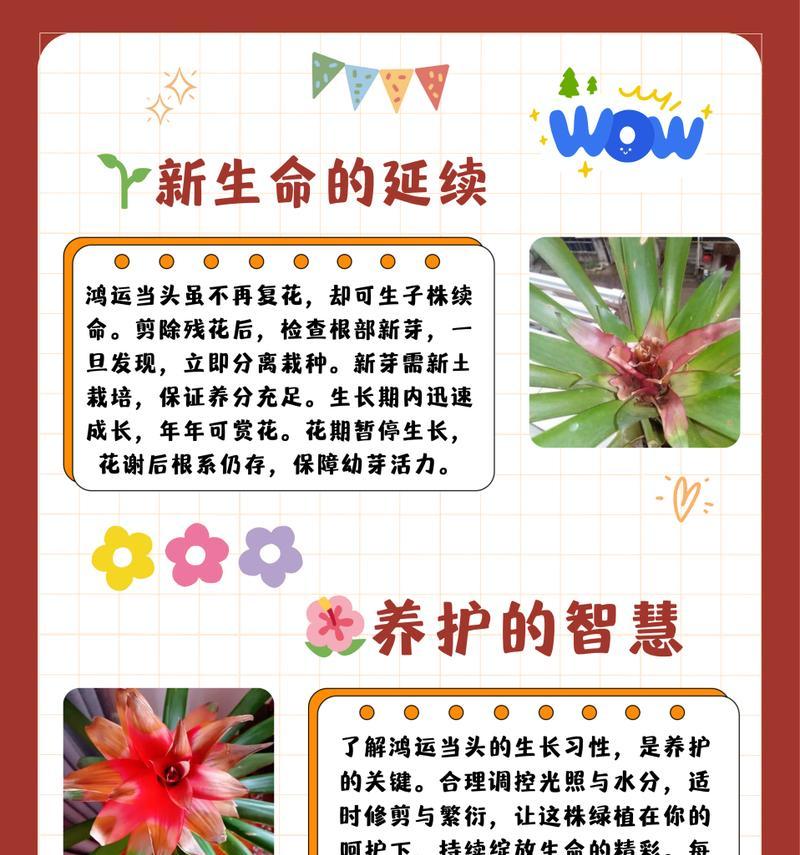 宏运当头花的养殖技巧有哪些？