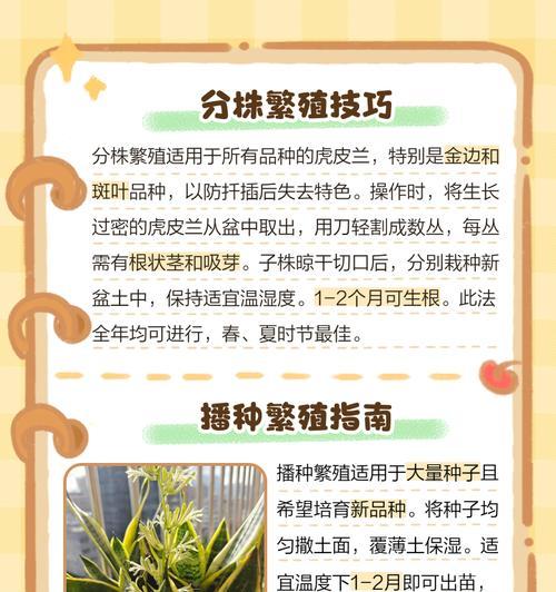 虎皮兰插枝繁殖方法是什么？