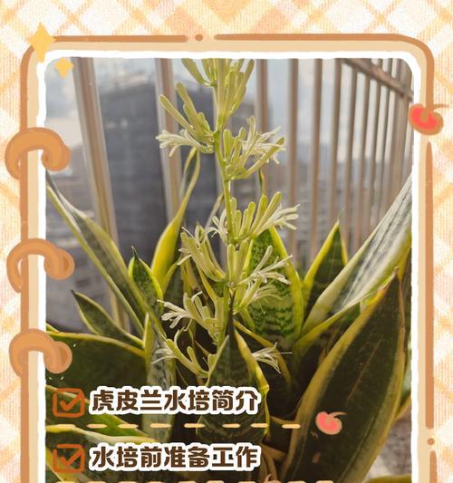 虎皮兰插枝繁殖方法是什么？