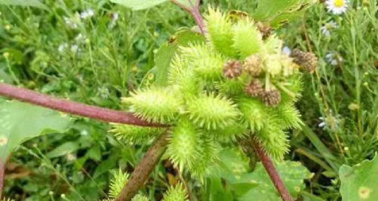 苍耳在植物界中象征着什么？