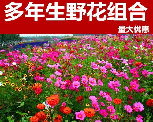 野花组合常用品种有哪些？如何搭配出美丽的野花组合？