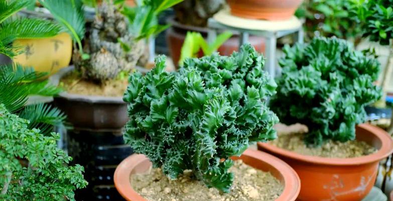 麒麟植物养殖的秘诀和常见问题？