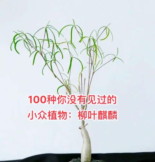 麒麟植物养殖的秘诀和常见问题？