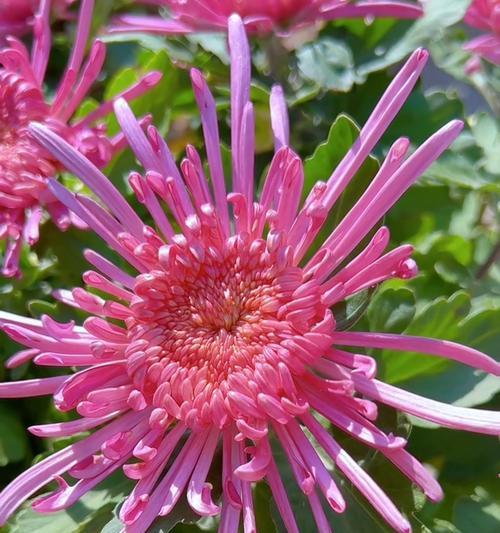 秋天有哪些花？这些花卉如何装点秋日的庭院？