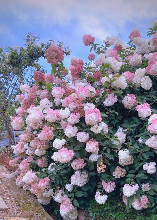 秋天有哪些花？这些花卉如何装点秋日的庭院？
