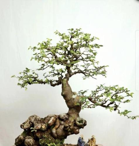 榆树种植方法是什么？如何确保榆树健康成长？