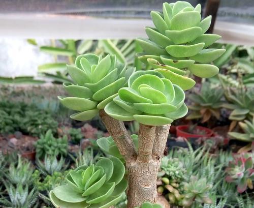 发财的花有哪些种类？如何通过种植这些花来招财？