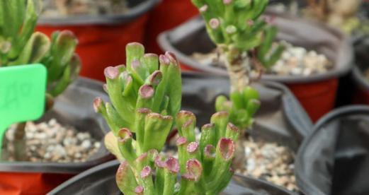 发财的花有哪些种类？如何通过种植这些花来招财？
