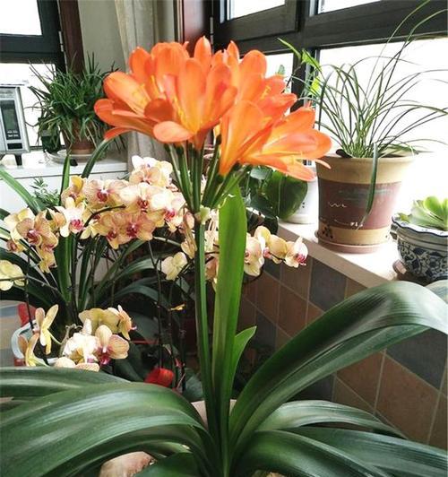 发财的花有哪些种类？如何通过种植这些花来招财？