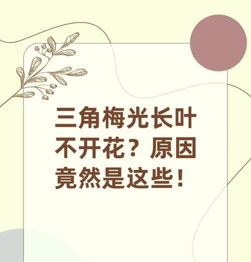 三角梅不发芽的原因是什么？如何解决？