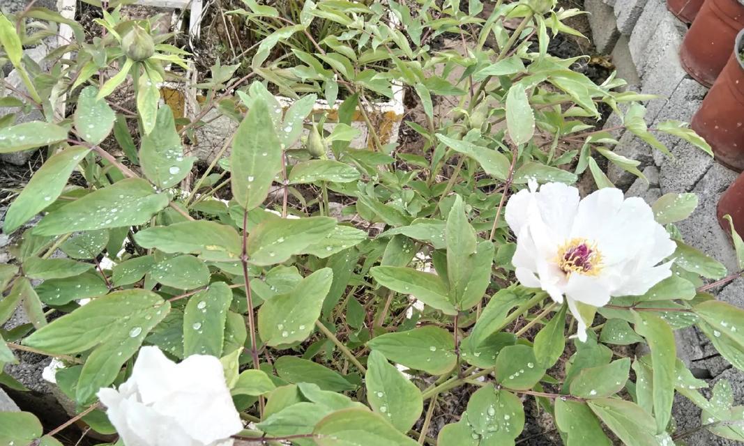 白牡丹开花的条件是什么？如何促进白牡丹提前开花？