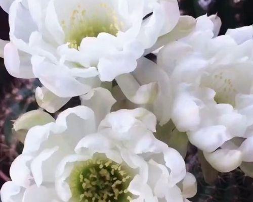 白牡丹开花的条件是什么？如何促进白牡丹提前开花？