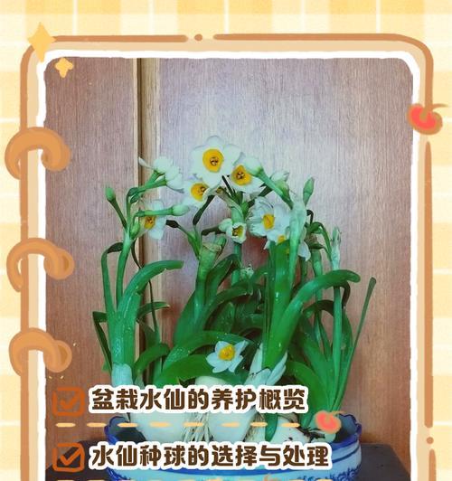 水仙花开花的秘诀是什么？如何正确养护？