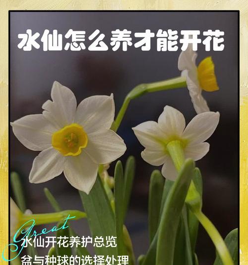 水仙花开花的秘诀是什么？如何正确养护？