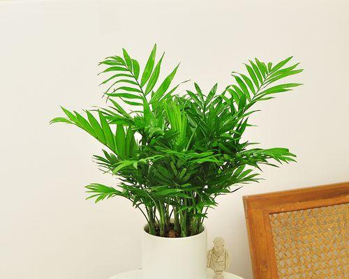 哪些树种具有空气净化功能？适合室内种植吗？
