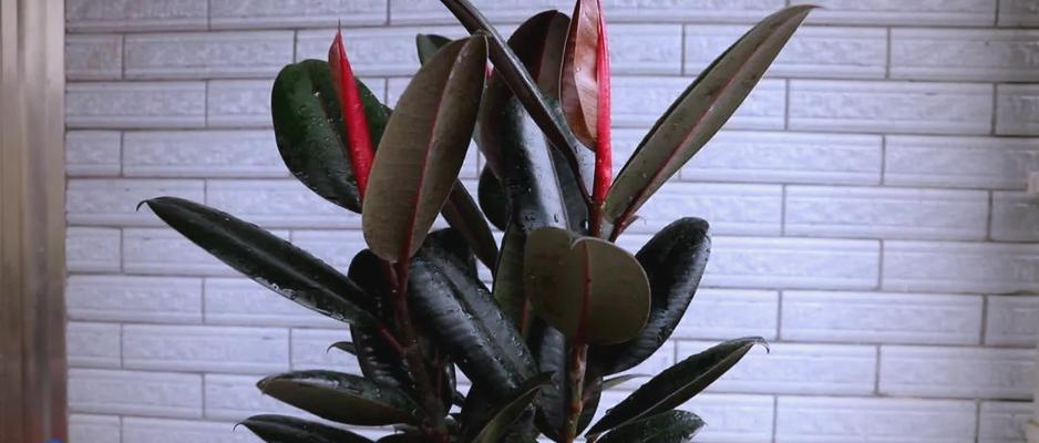 哪些树种具有空气净化功能？适合室内种植吗？
