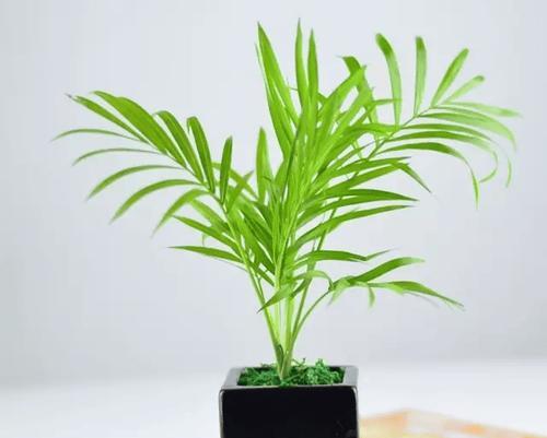 哪些树种具有空气净化功能？适合室内种植吗？
