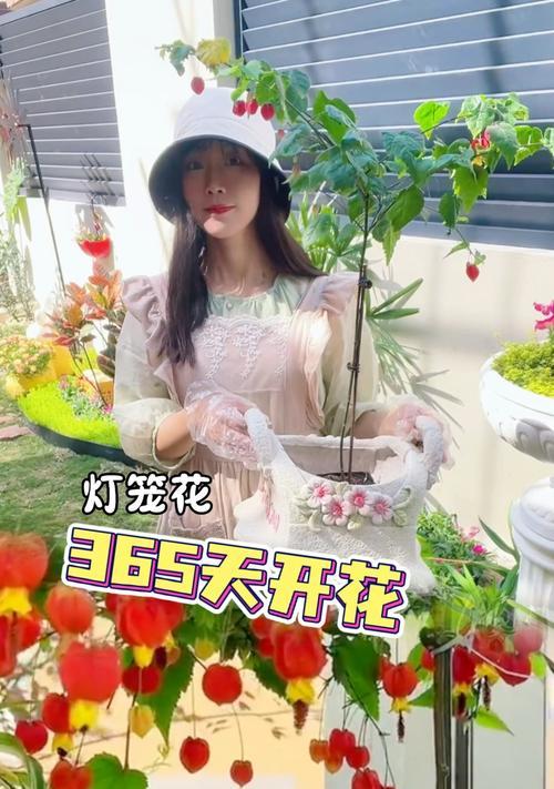 灯笼花的养殖方法和注意事项？