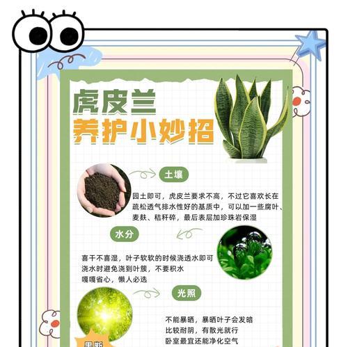 虎皮兰养殖过程中常见问题解答？