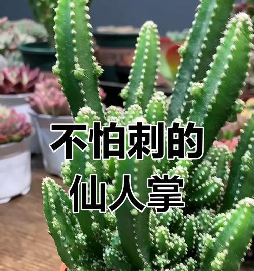 小仙人掌养护方法是什么？