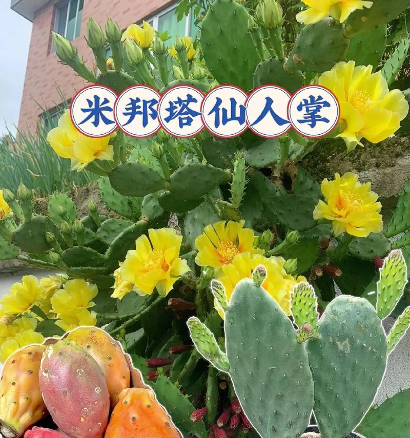 小仙人掌养护方法是什么？