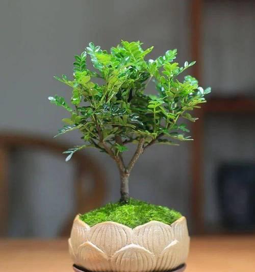 驱蚊草的养护方法是什么？如何发挥其驱蚊效果？