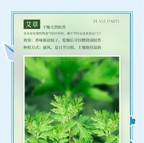 驱蚊草的养护方法是什么？如何发挥其驱蚊效果？