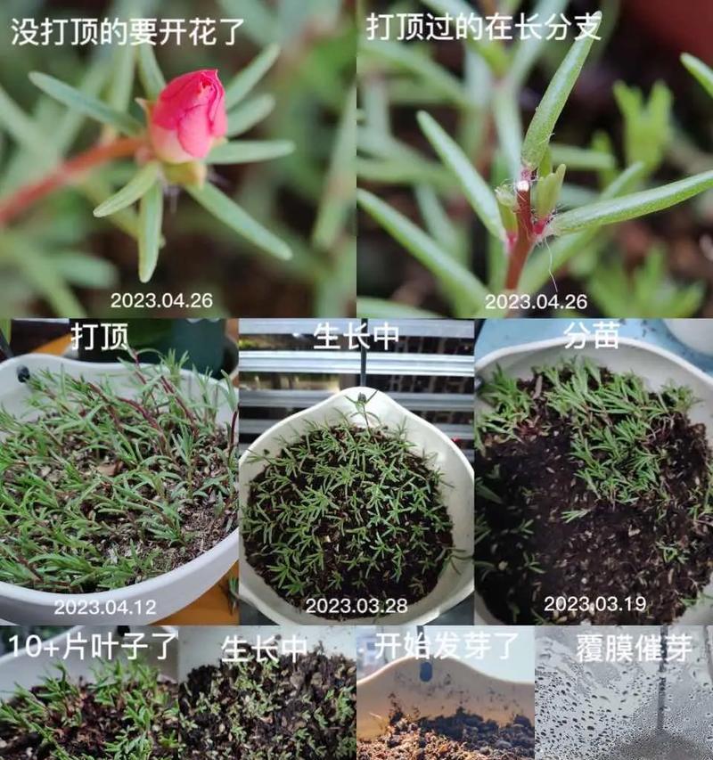 向日葵播种的正确步骤是什么？