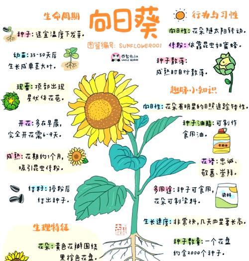 向日葵播种的正确步骤是什么？