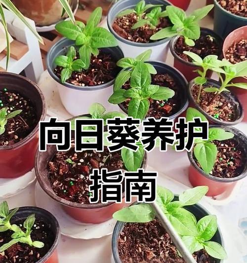 向日葵播种的正确步骤是什么？