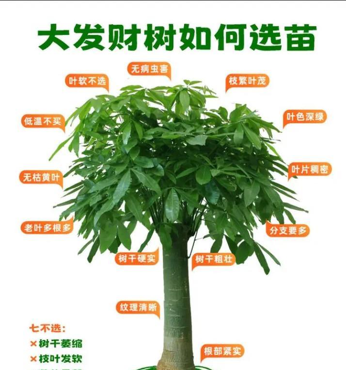 发财树根部养护的正确方式是什么？