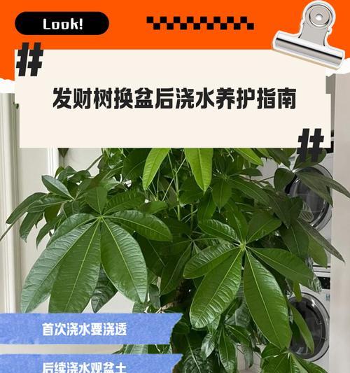 发财树根部养护的正确方式是什么？
