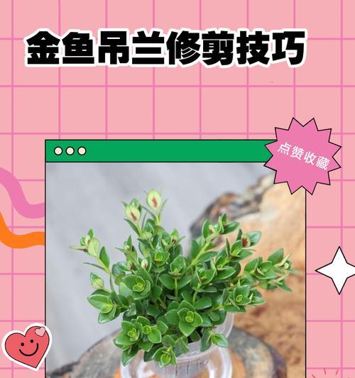 吊兰修剪的最佳时机是什么时候？修剪后怎么养护？