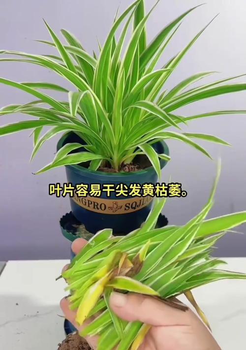 吊兰修剪的最佳时机是什么时候？修剪后怎么养护？