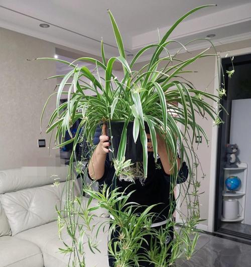吊兰修剪的最佳时机是什么时候？修剪后怎么养护？