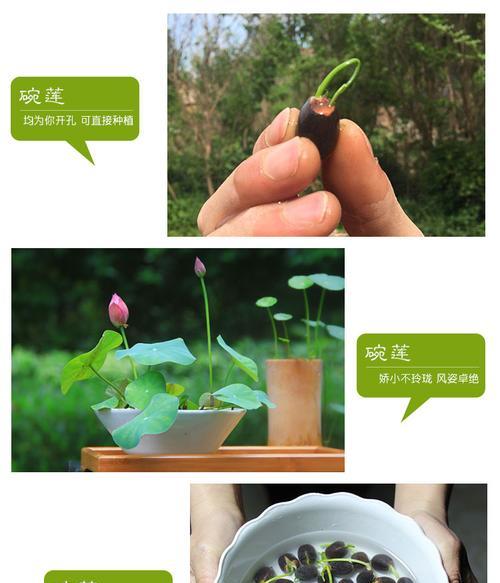 碗莲最小品种是什么？如何种植和养护？
