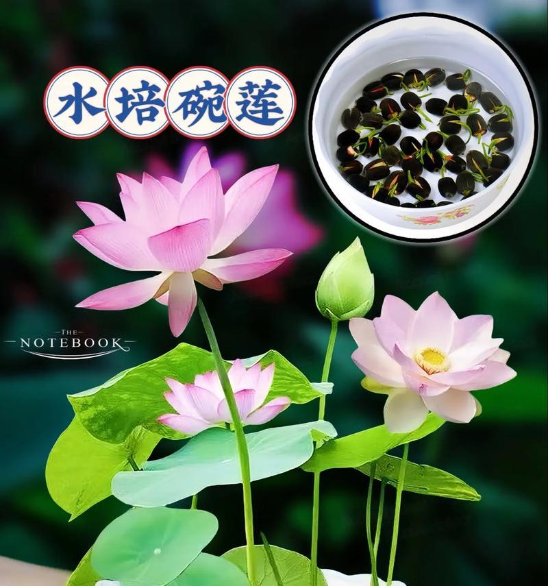 碗莲最小品种是什么？如何种植和养护？