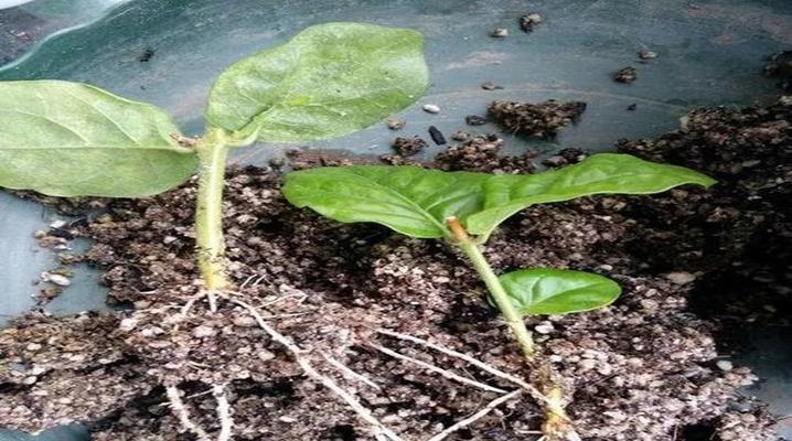 促进花卉快速生根的方法有哪些？怎样加速花卉的生根过程？