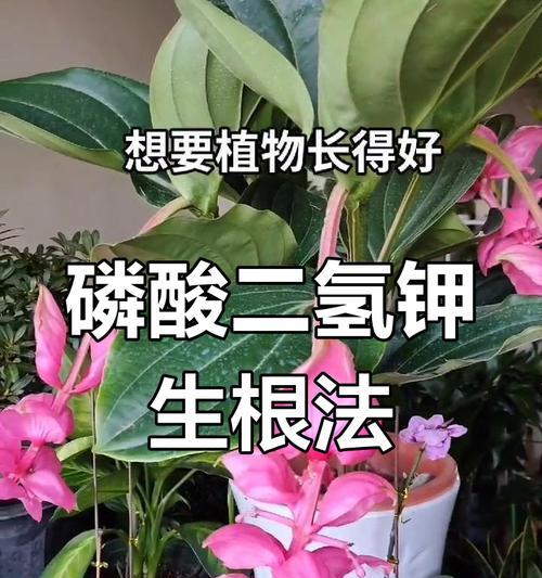 促进花卉快速生根的方法有哪些？怎样加速花卉的生根过程？
