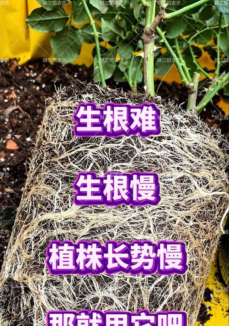 促进花卉快速生根的方法有哪些？怎样加速花卉的生根过程？