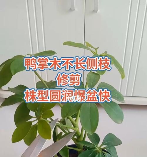鸭脚木修剪的最佳时间和方法是什么？