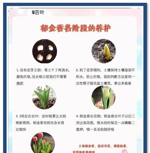 香木浇水的正确频率和技巧是什么？