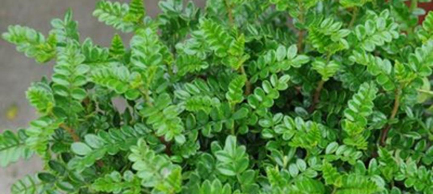 香木浇水的正确频率和技巧是什么？