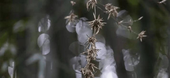 竹花有哪些种类？它们的生长环境有何要求？