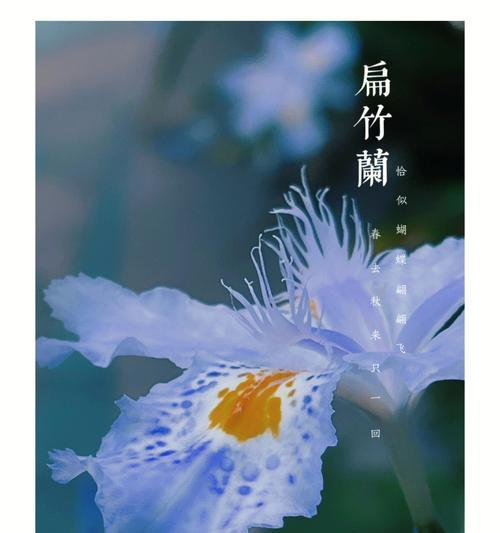 竹花有哪些种类？它们的生长环境有何要求？